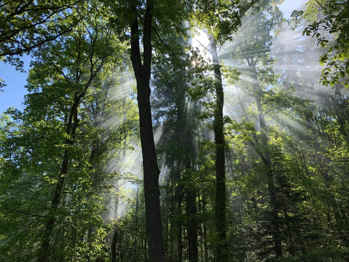 Camping Osenbach Dış mekan fotoğraf